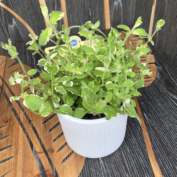 Mentha suaveolens 'Variegata'