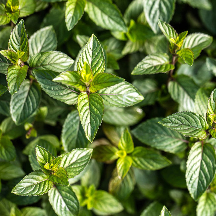 Mentha piperita 'Chocolate'