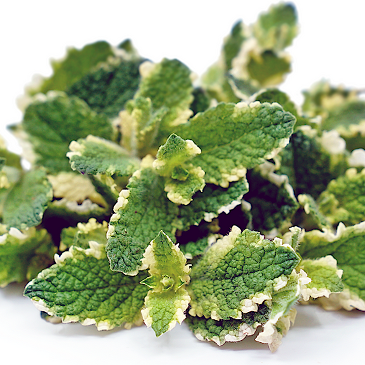 Mentha suaveolens 'Variegata'