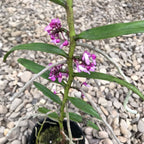 Micropera utriculosa