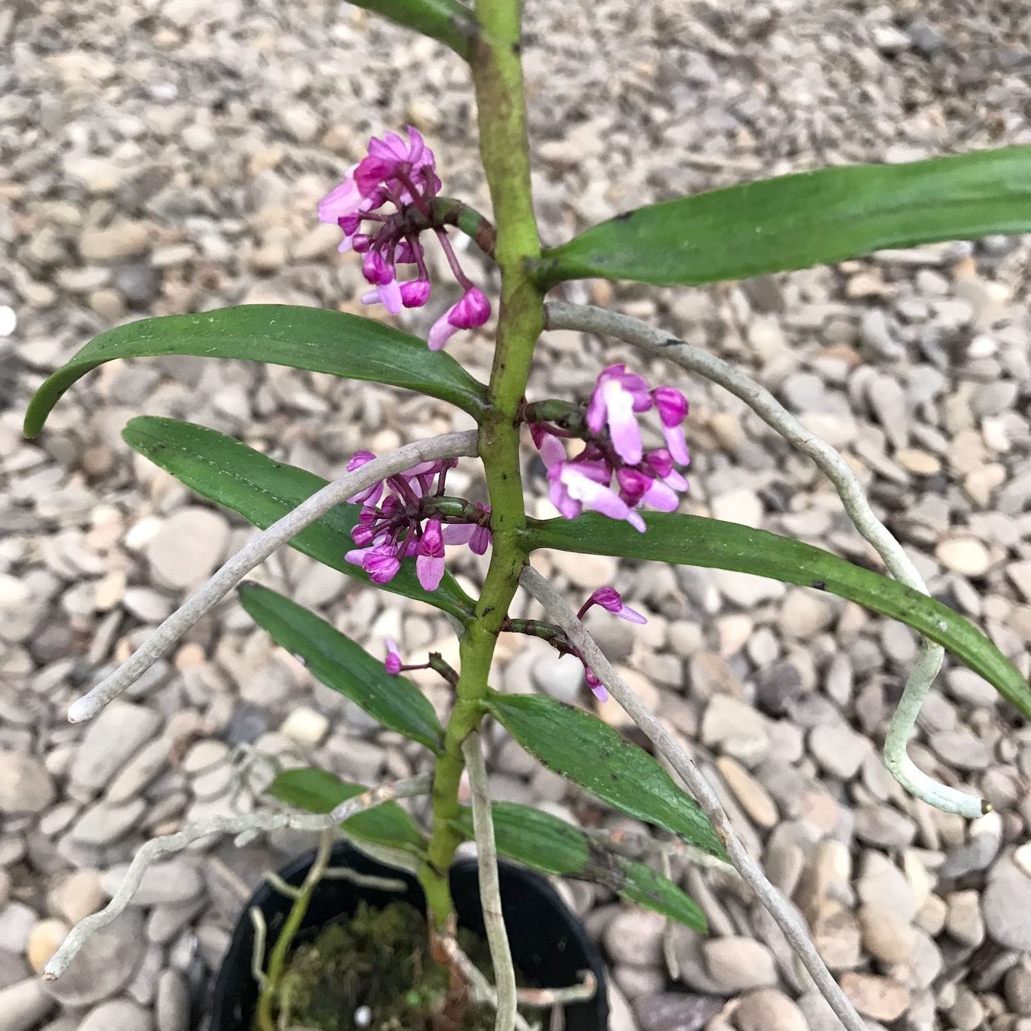 Micropera utriculosa