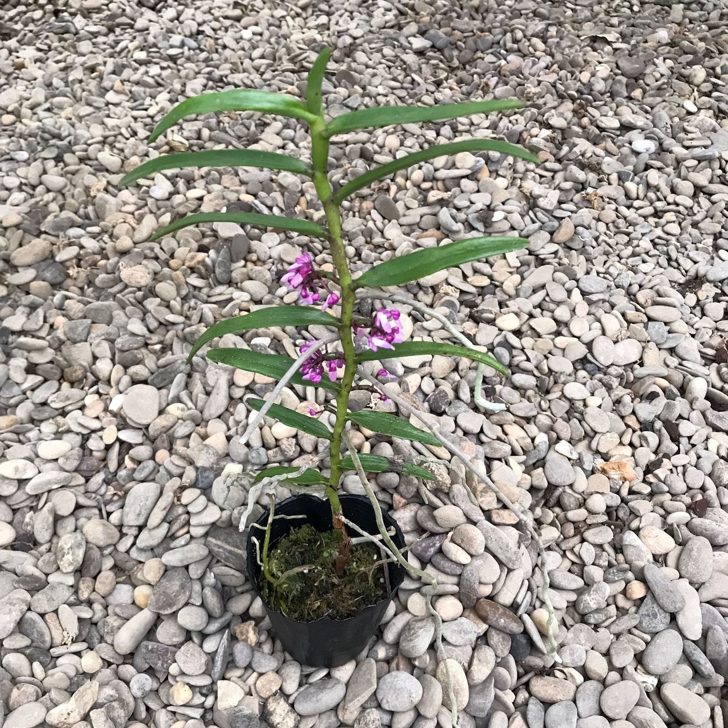 Micropera utriculosa