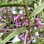 Micropera utriculosa