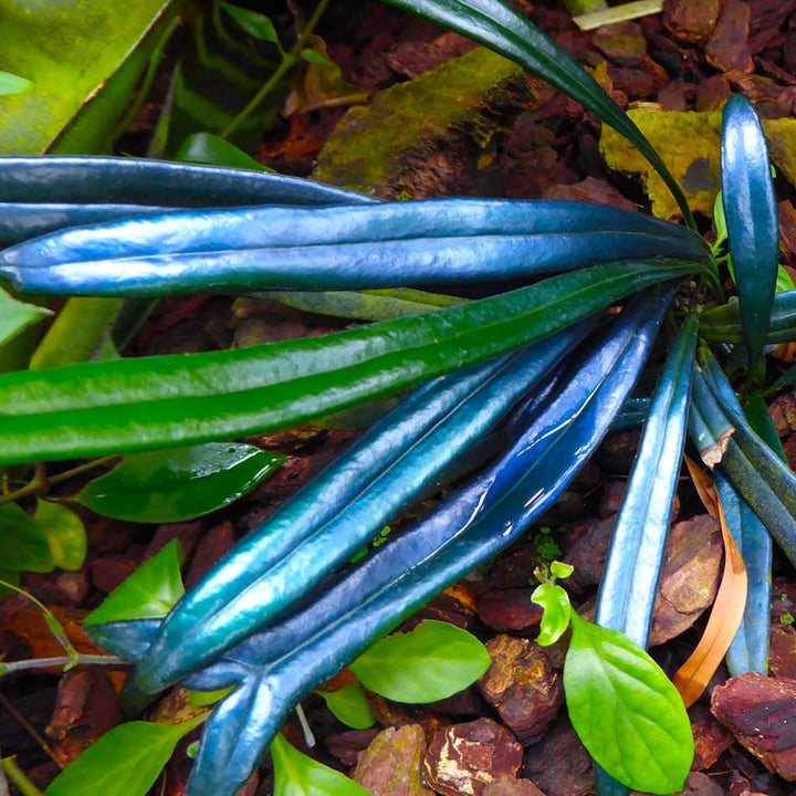 Microsorum thailandicum (Avatar fern)