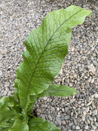 Microsorum musifolium Crocodyllus