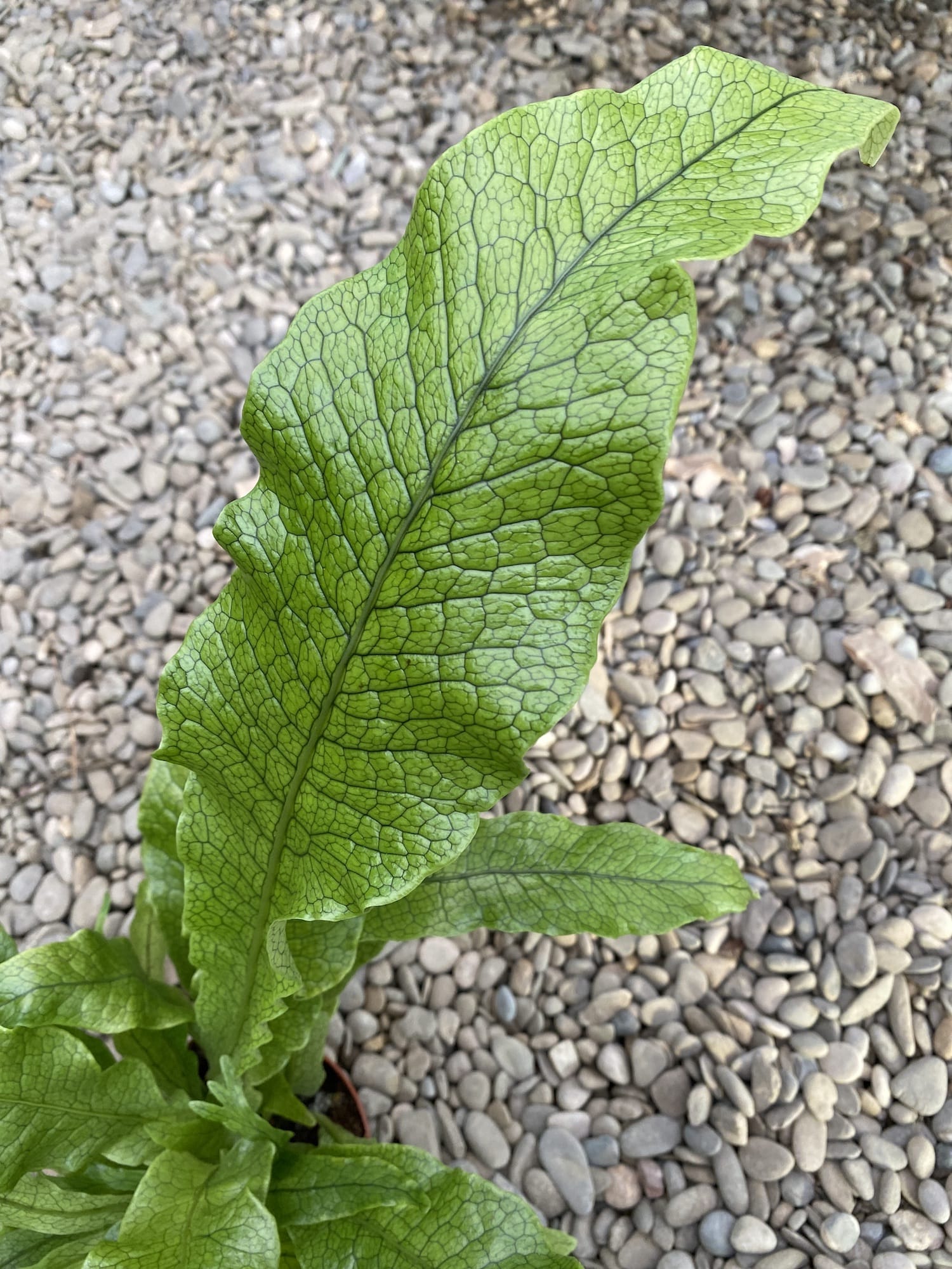 Microsorum musifolium Crocodyllus