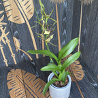 Miltassia (Bratonia) Shelob Golden Spider duftend