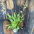 Miltassia (Bratonia) Shelob Golden Spider parfumata - exemplare XL