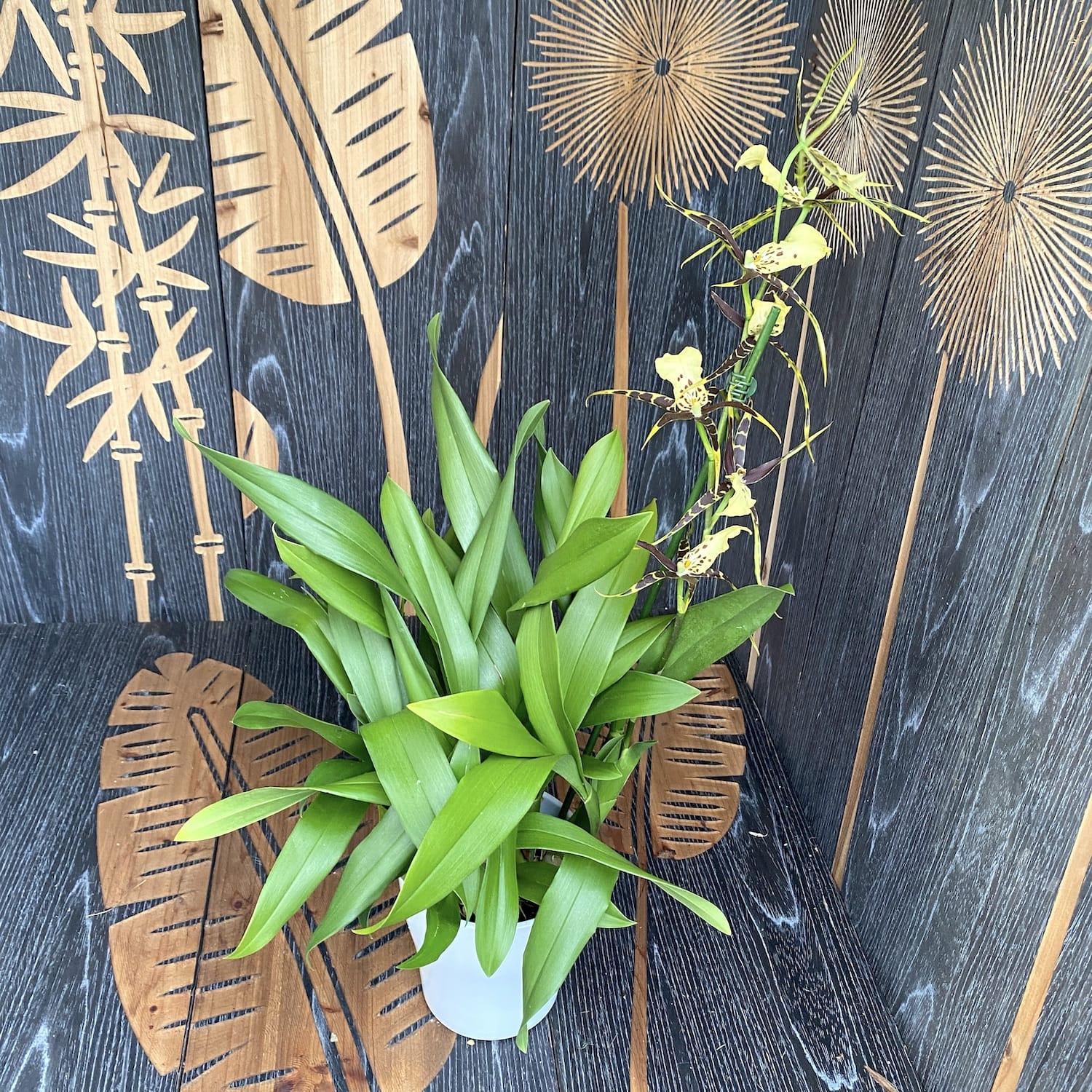 Miltassia (Bratonia) Shelob Golden Spider duftend - XL Exemplare