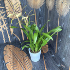 Miltassia (Bratonia) Shelob Golden Spider parfumata - exemplare XL