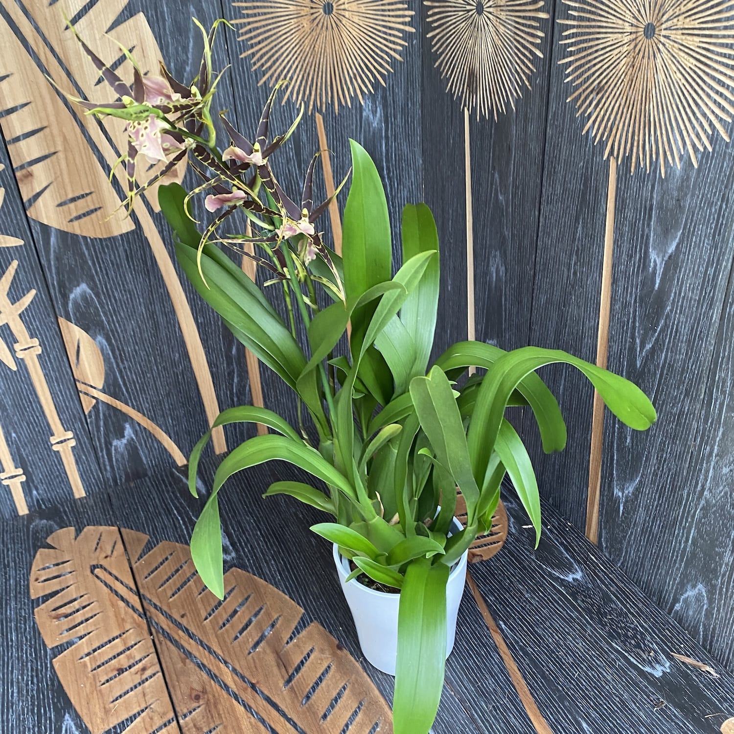 Miltassia (Bratonia) Shelob Tolkien Pink duftend - XL Exemplare