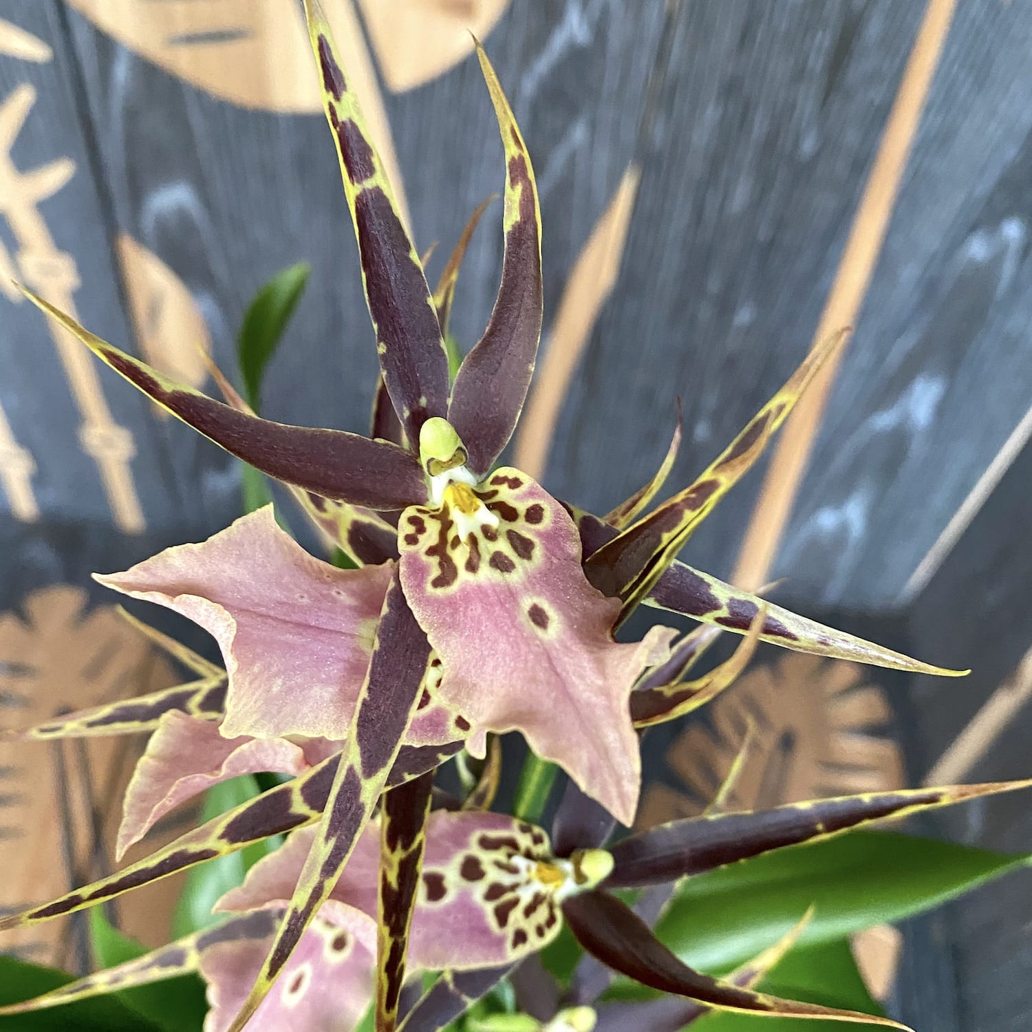 Miltassia (Bratonia) Shelob Tolkien Pink duftend - XL Exemplare