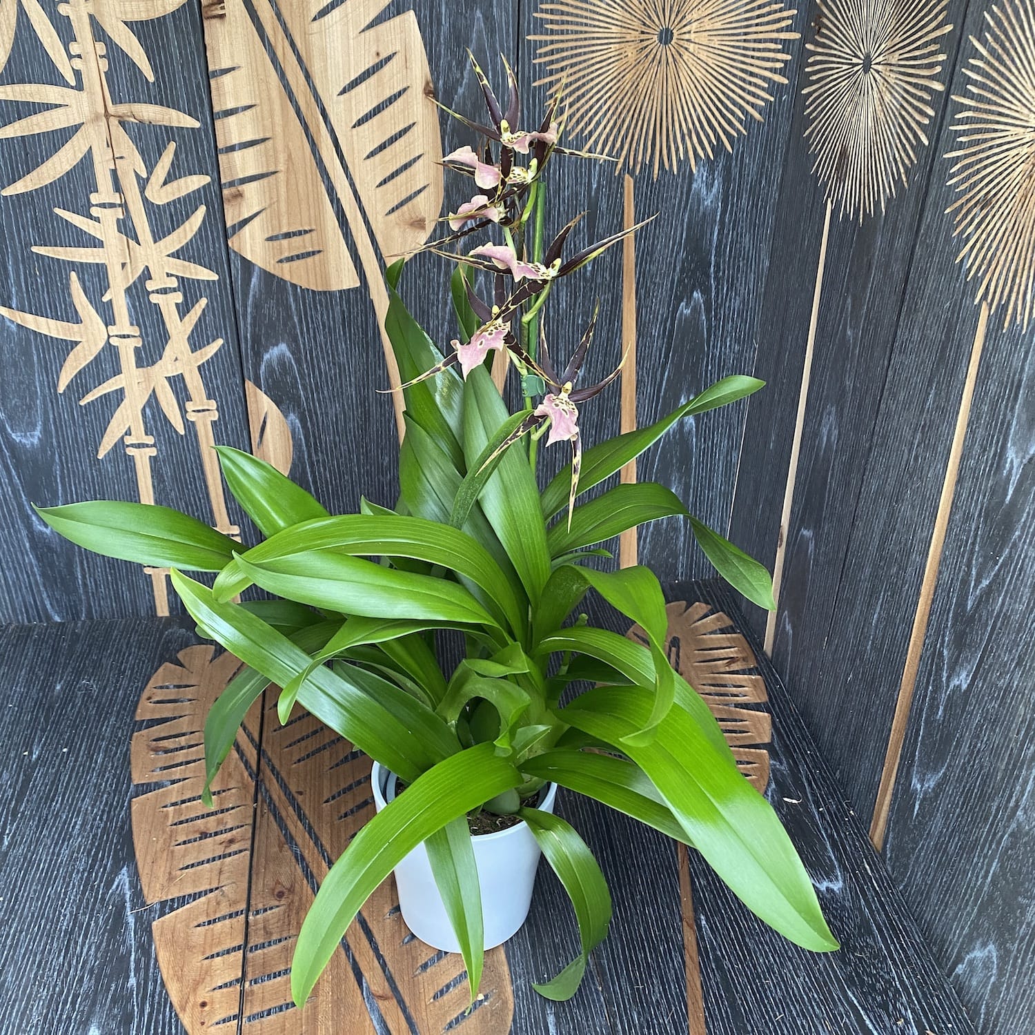 Miltassia (Bratonia) Shelob Tolkien Pink duftend - XL Exemplare