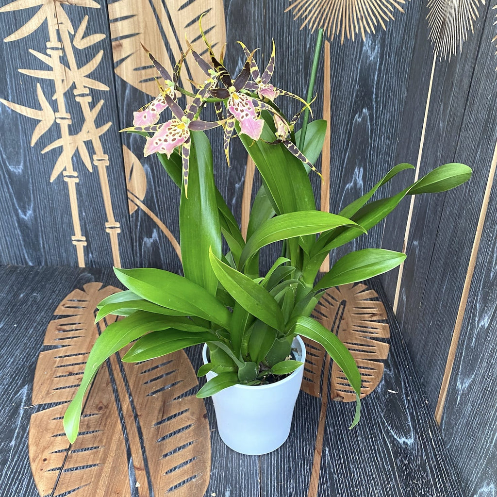 Miltassia (Bratonia) Shelob Tolkien Pink geparfumeerd - XL exemplaren