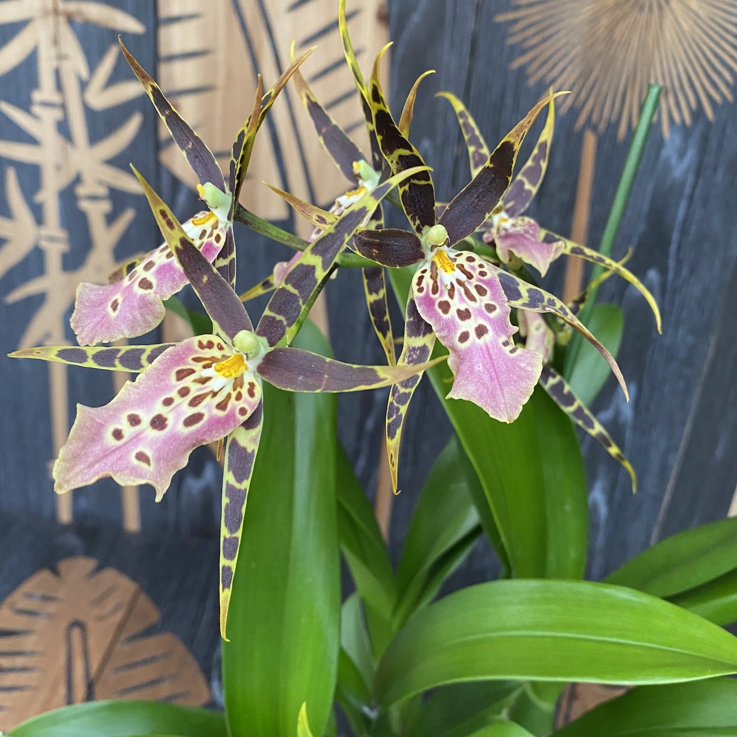 Miltassia (Bratonia) Shelob Tolkien Pink duftend - XL Exemplare