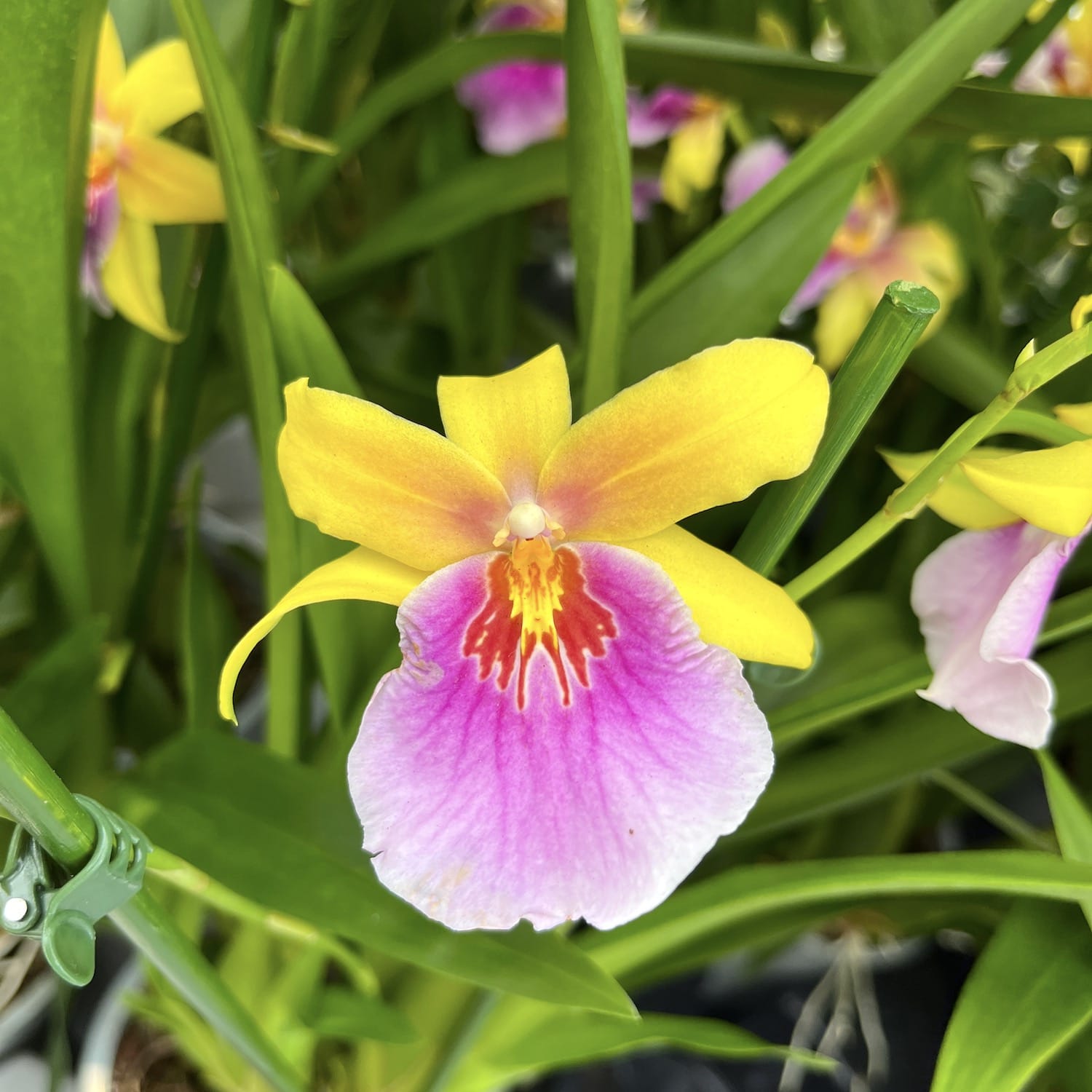 Miltonia Sunset