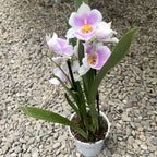 Miltoniopsis Linda Lingle ‘Kai’aina’ duftend