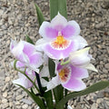 Miltoniopsis Linda Lingle ‘Kai’aina’ duftend