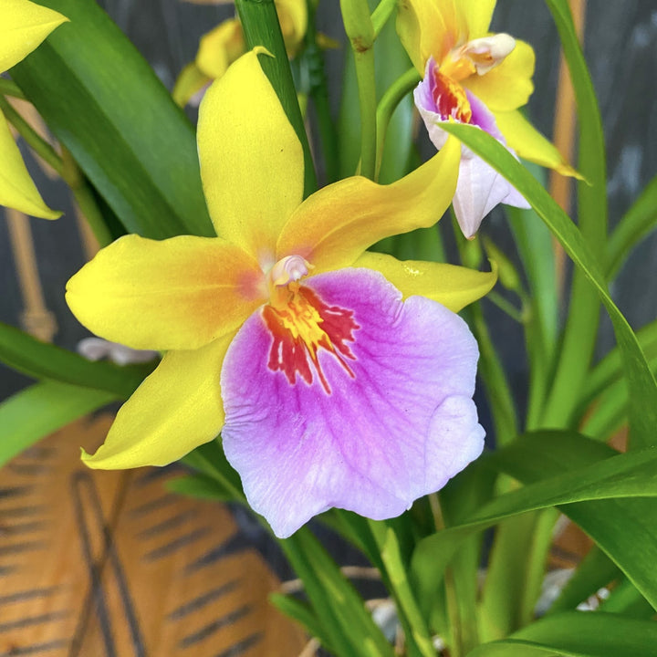 Miltonia Sunset