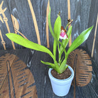 Miltonidium Dr Peter Komp - fragrant