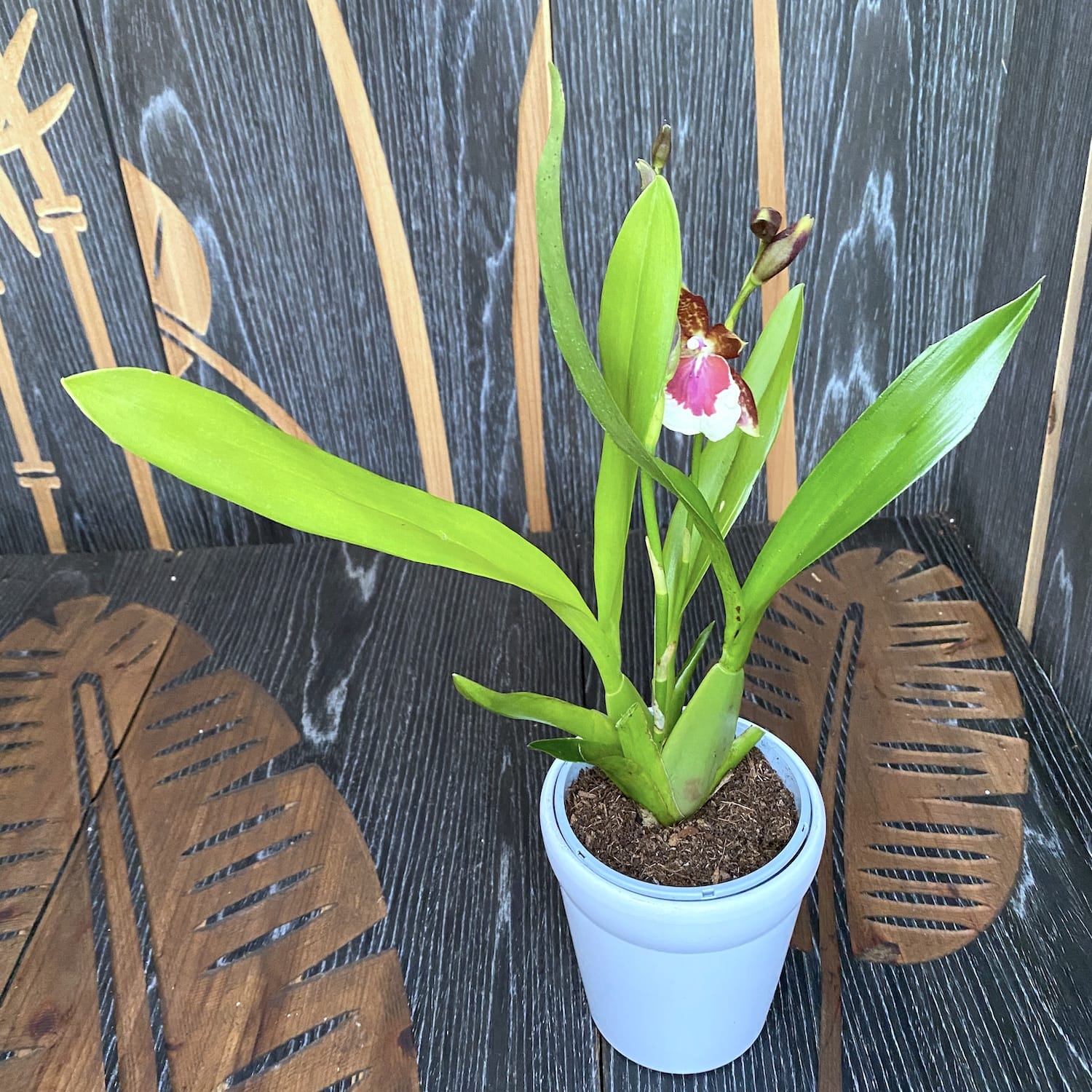 Miltonidium Dr Peter Komp - fragrant