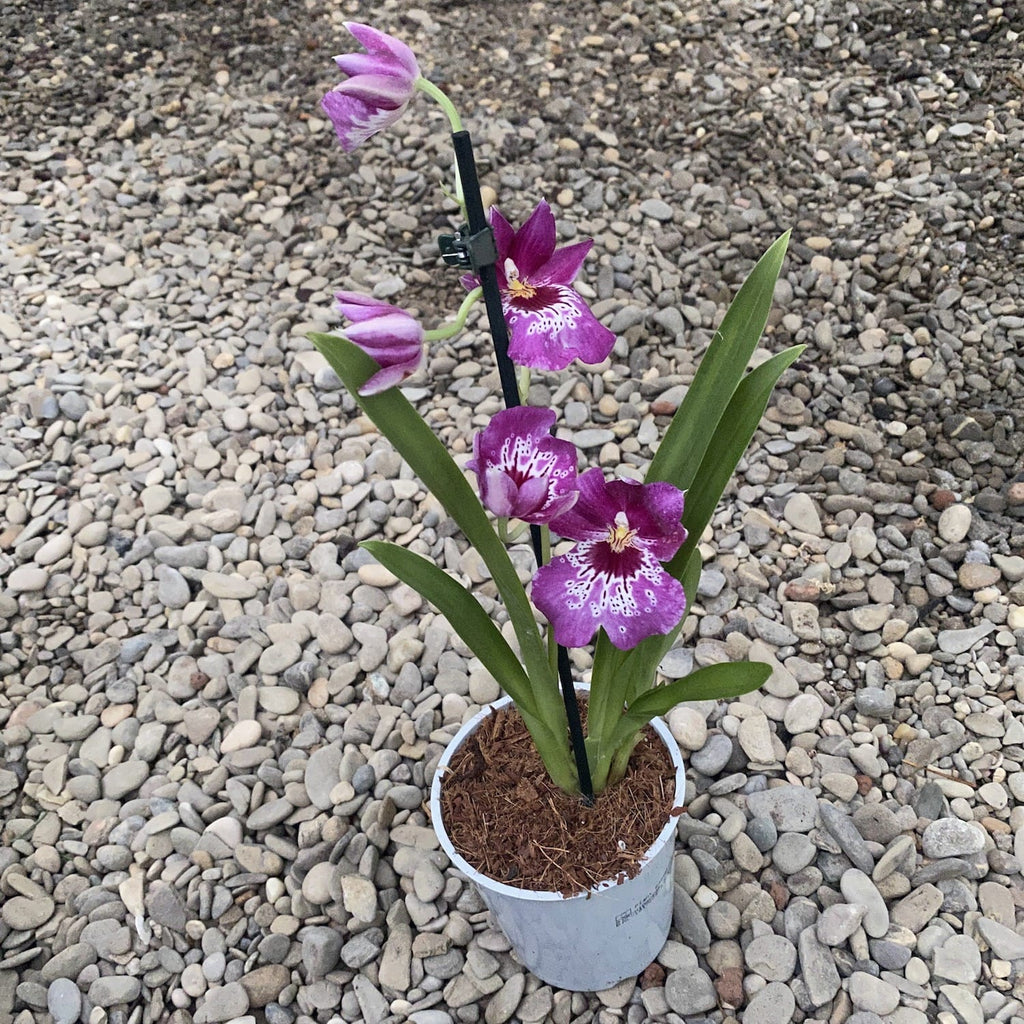 Miltoniopsis * αρωματική