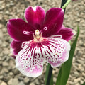 Miltoniopsis Breathless 'Beauty' * parfumata