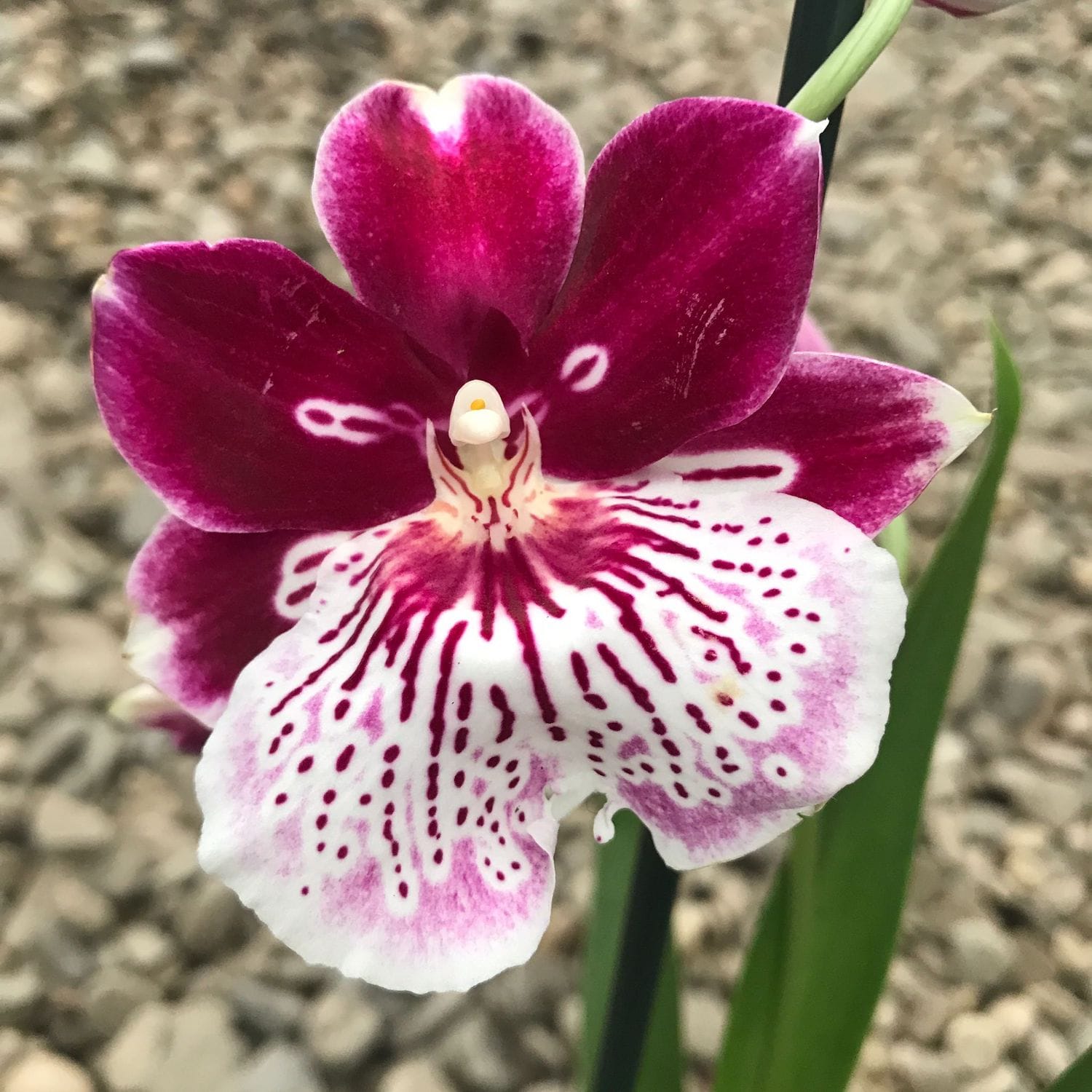 Miltoniopsis Breathless 'Beauty' * parfumée