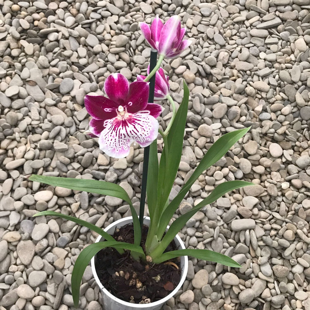 Miltoniopsis Breathless 'Beauty' * duftend