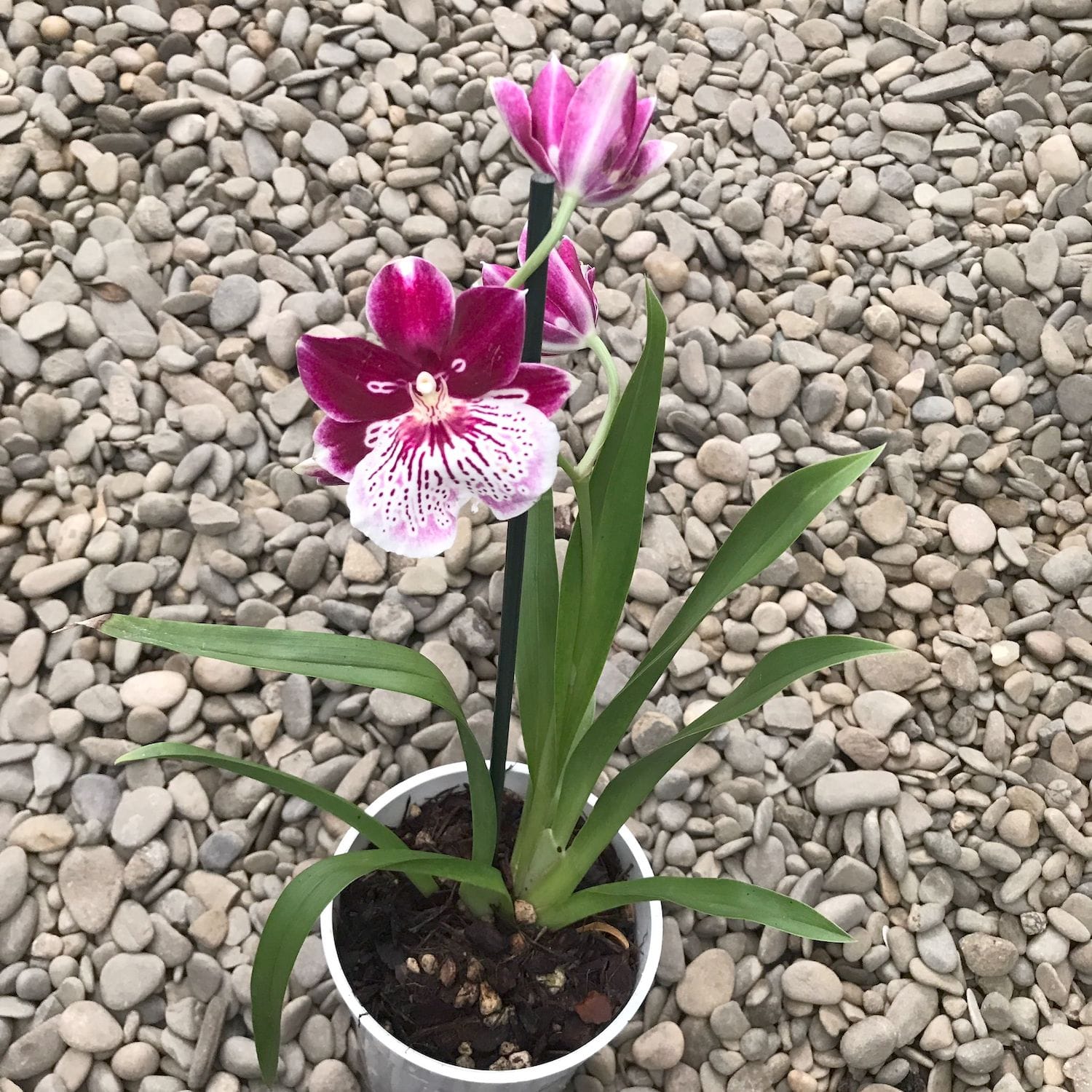 Miltoniopsis Breathless 'Beauty' * parfumée