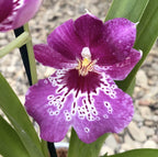 Miltoniopsis * parfumata