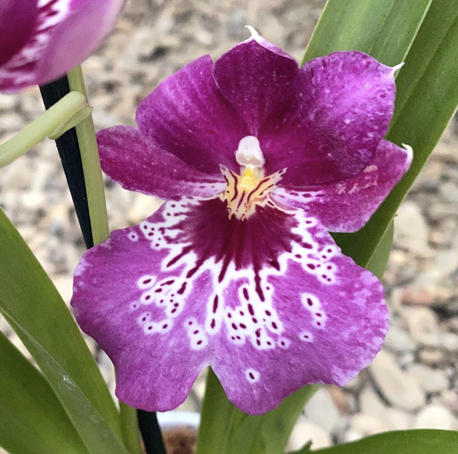 Miltoniopsis * parfumata
