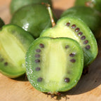 Kiwi - Actinidia arguta 'Geneva' (mini-kiwi) D9