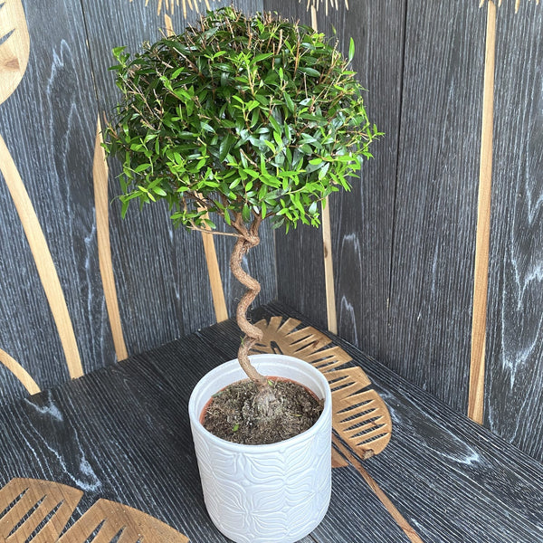 Potted myrtle (Myrtus) - medicinal and aromatic plant