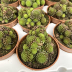 Monanthes polyphylla