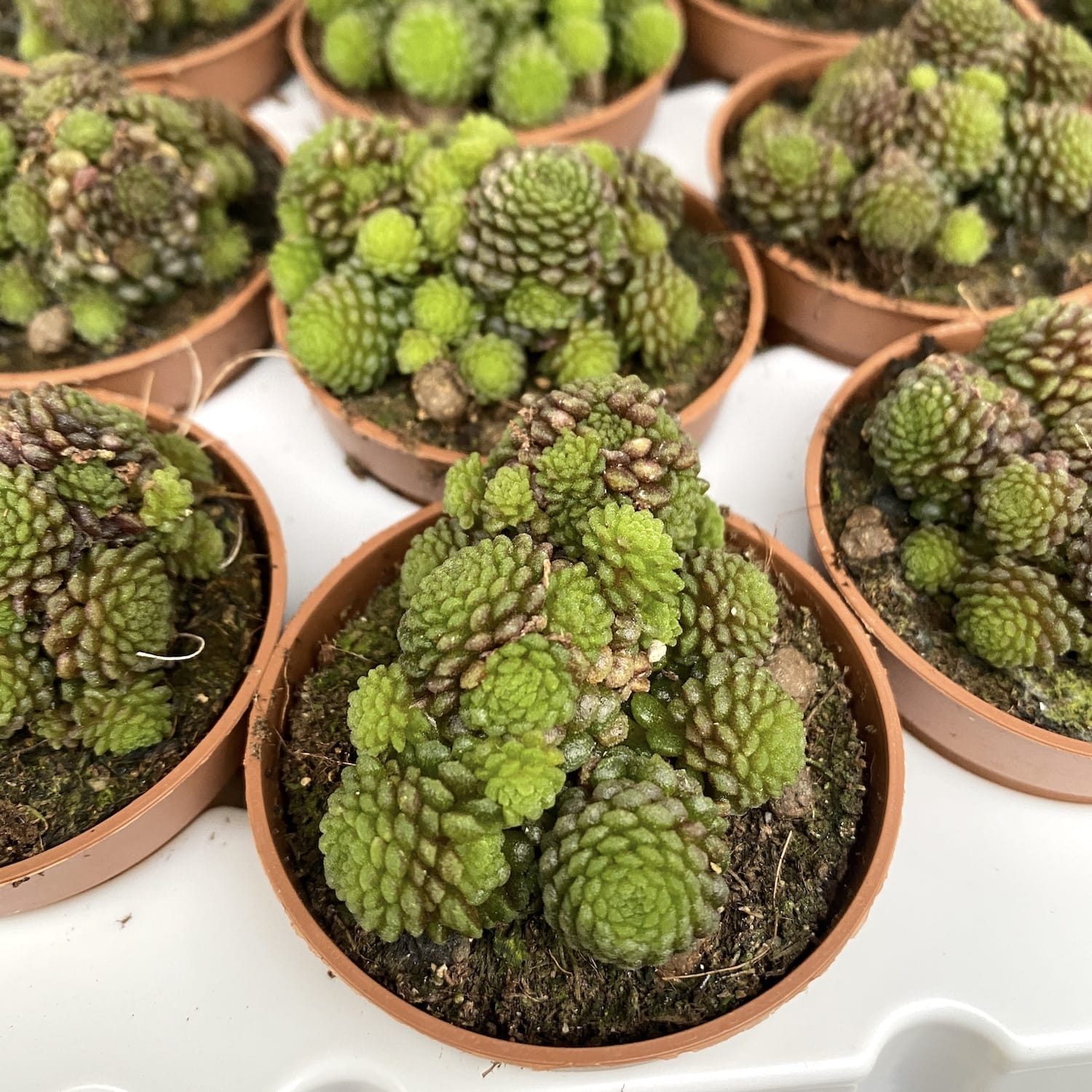 Monanthes polyphylla