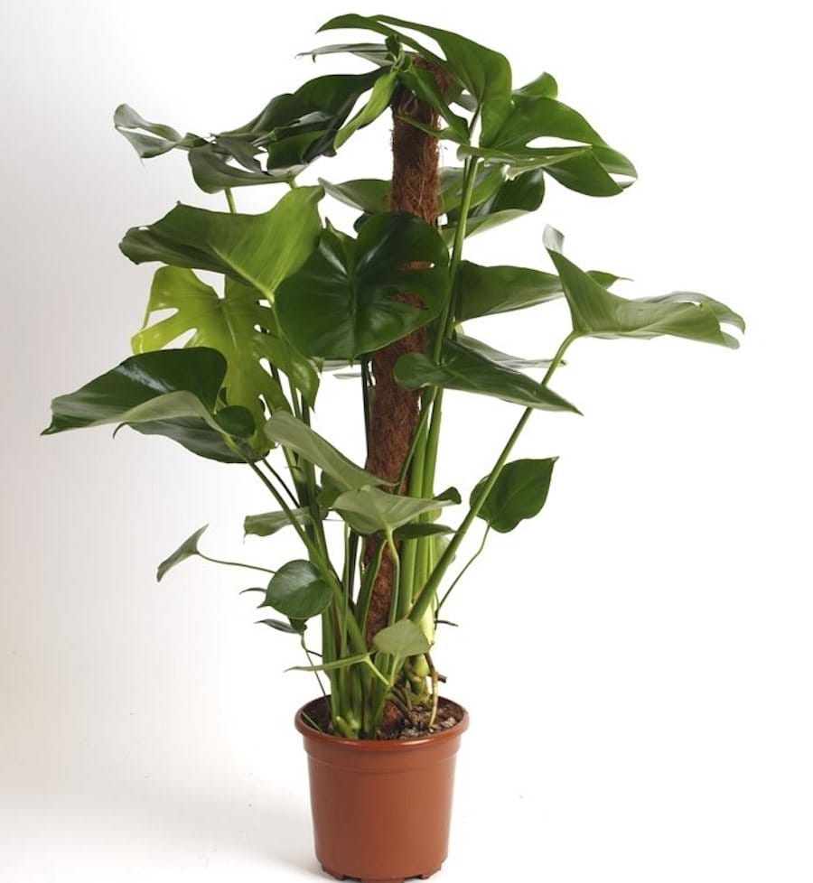 Monstera deliciosa (Swiss cheese plant) 3pp