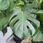 Monstera deliciosa (Swiss cheese plant) 2pp