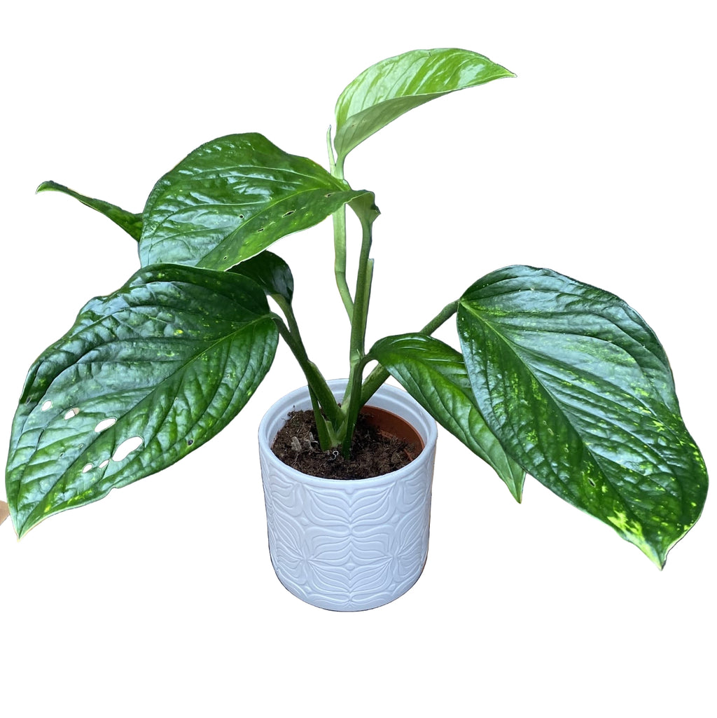 Monstera Pinnatipartita D12