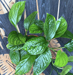 Monstera Pinnatipartita - XL Exemplare