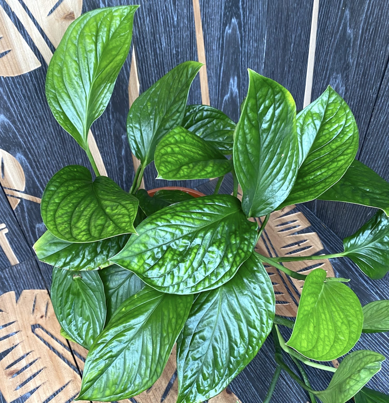 Monstera Pinnatipartita  - exemplare XL