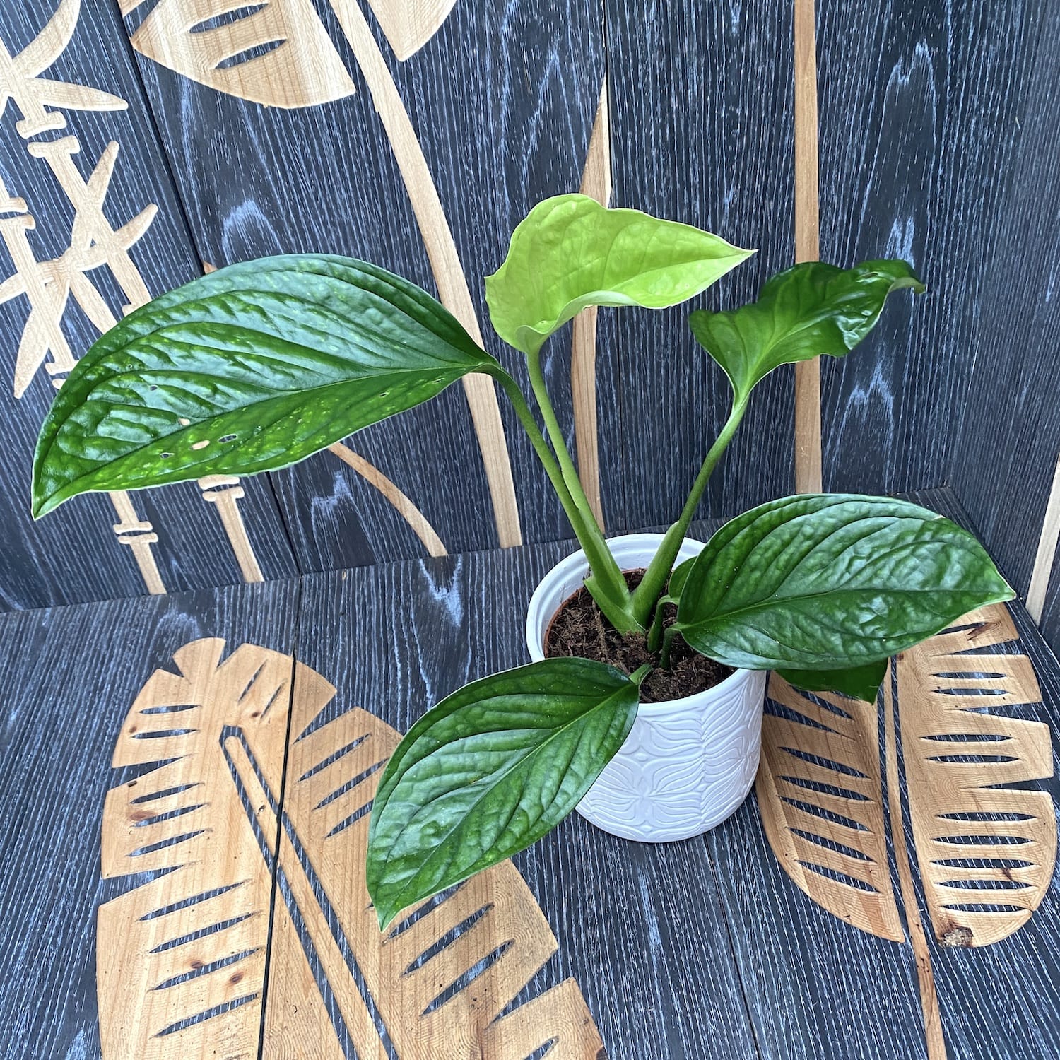 Monstera Pinnatipartita D12