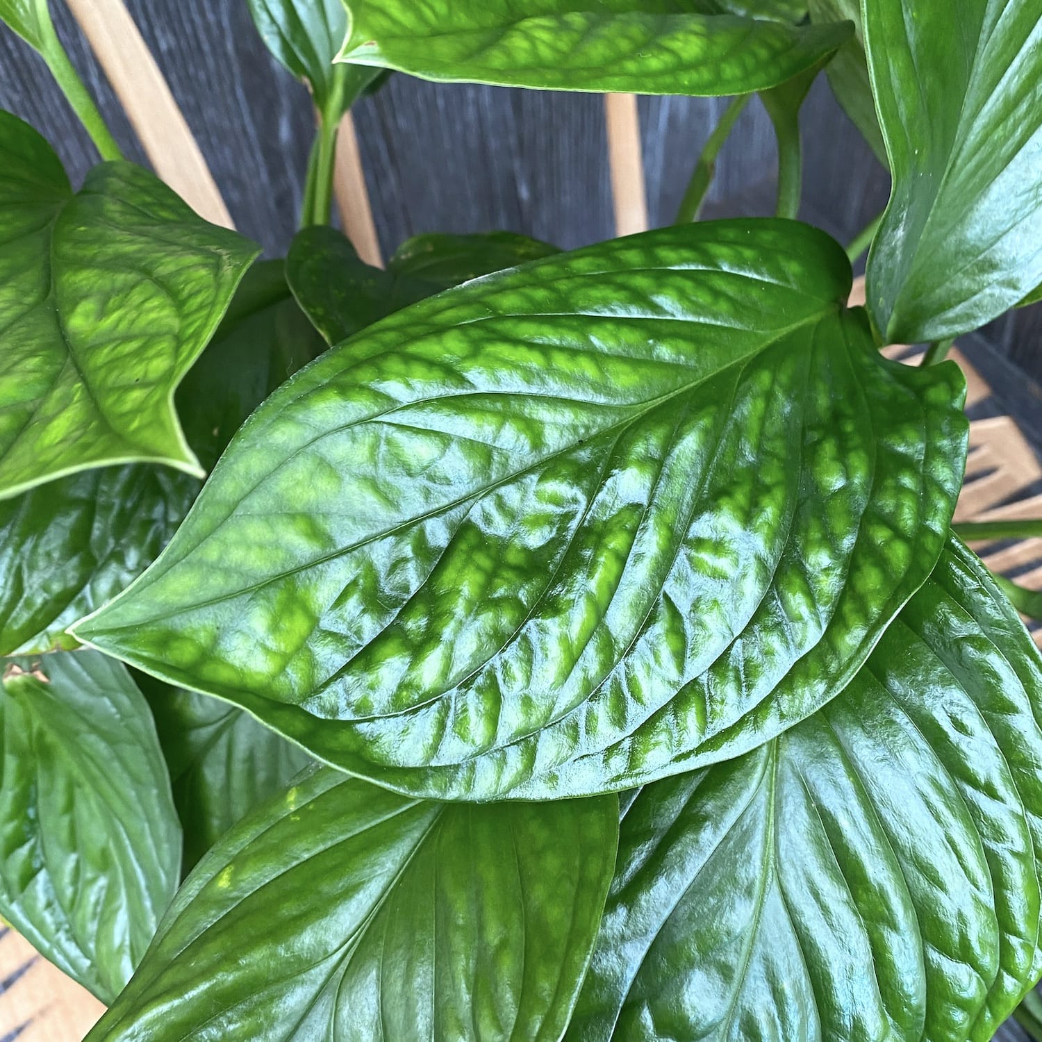 Monstera Pinnatipartita  - exemplare XL