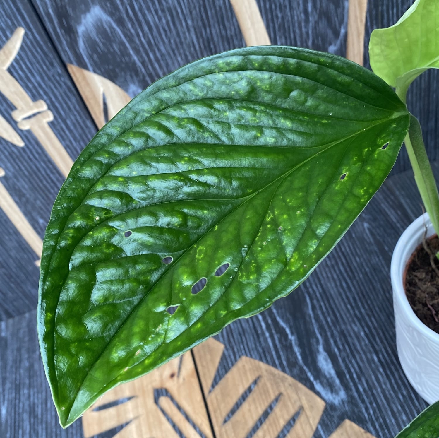 Monstera Pinnatipartita D12