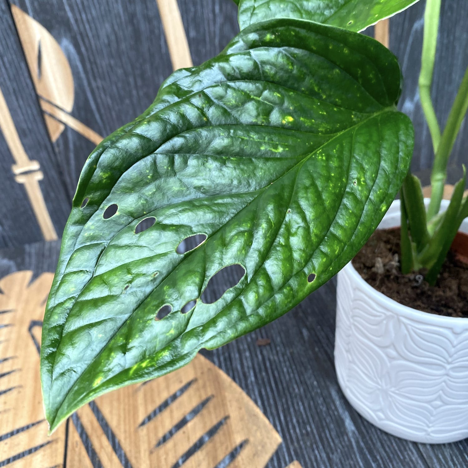 Monstera Pinnatipartita D12