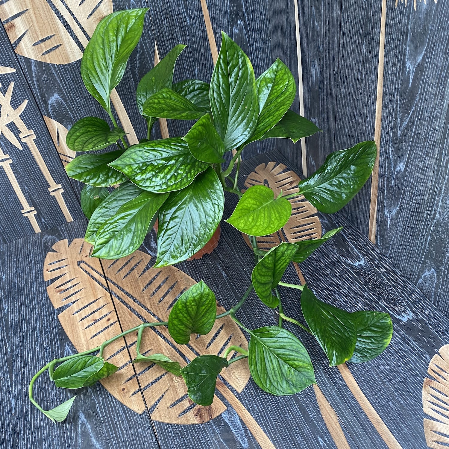 Monstera Pinnatipartita  - exemplare XL