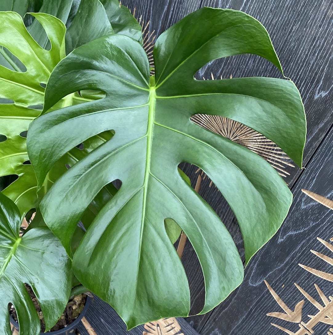 Monstera Deliciosa Swiss Cheese Plant 2 3 Plants pot Secret Garden monstera-deliciosa-swiss-cheese-plant-2-3-plants-pot-secret-garden