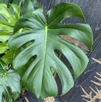 Monstera deliciosa (Svájci sajt növény) 3 növény/cserép