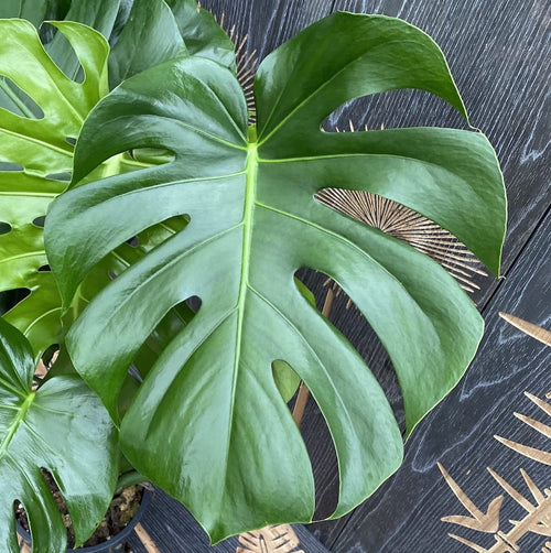 monstera kinderzimmer Monstera deliciosa 2pp – baby plant, inceputul unei plante tropicale s –  Secret Garden Plant Shop