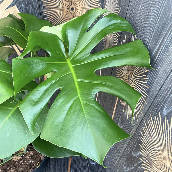Monstera deliciosa XL (Swiss cheese plant) D21 4pp